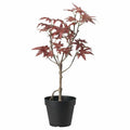 Ikea Fejka Plant Sparkles